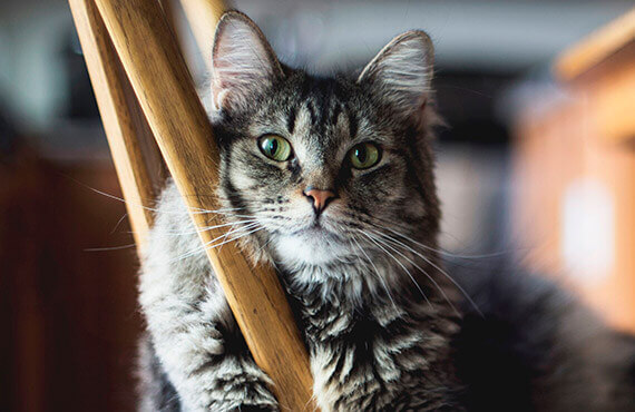 Leverage agile to provide a robust synopsis