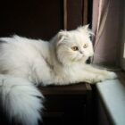 Aninoa Rodriguez photo